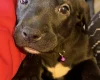 Mixed Breed