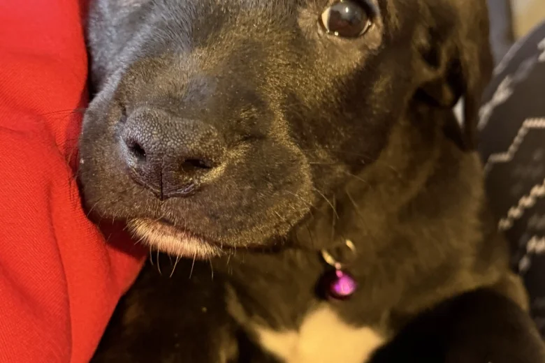 Mixed Breed