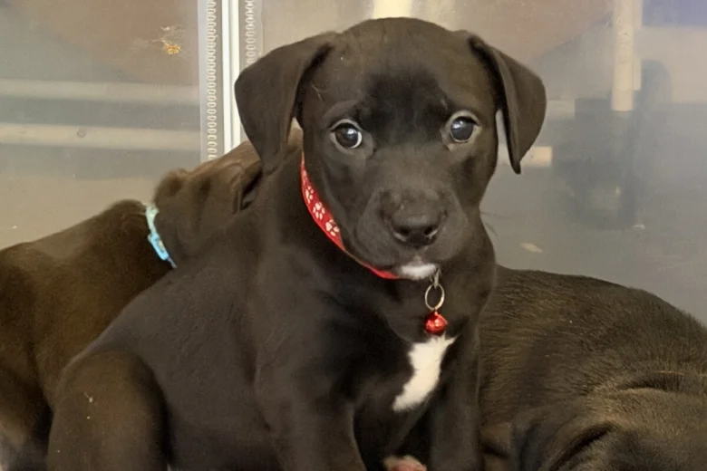 Mixed Breed