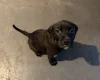Mixed Breed