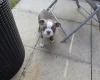 Boston Terrier