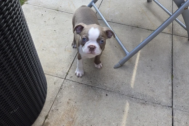 Boston Terrier