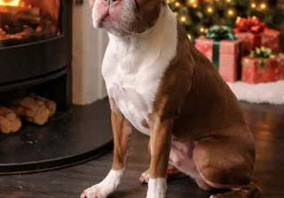 Stud