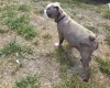 Boston Terrier