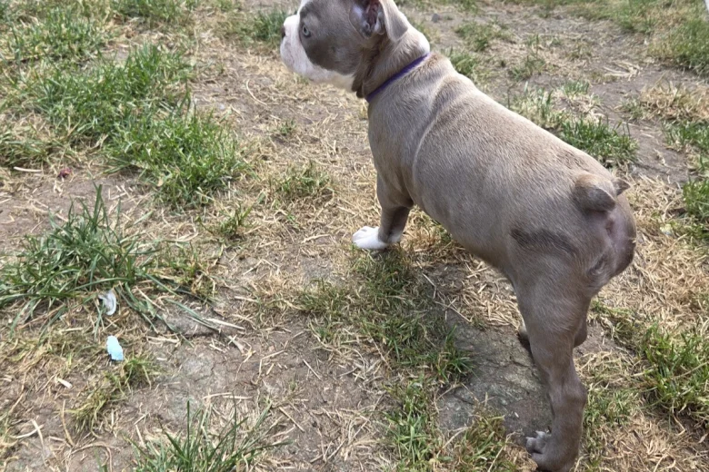 Boston Terrier