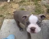 Boston Terrier