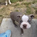 Boston Terrier