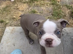 Boston Terrier