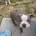 Boston Terrier