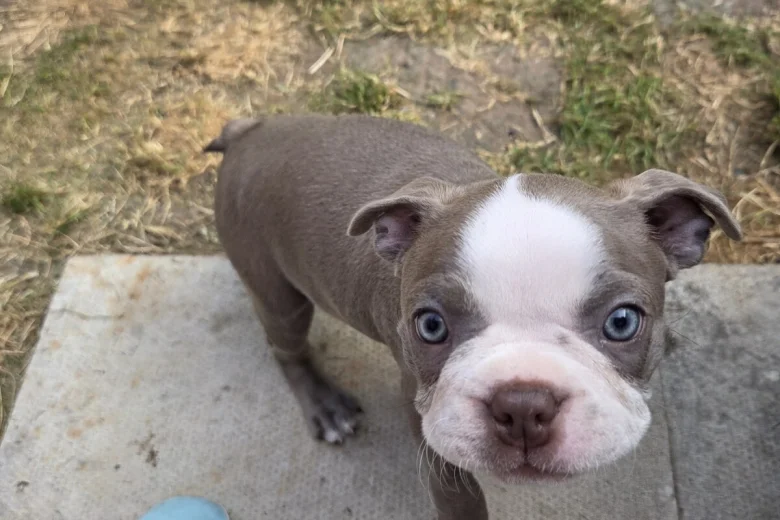 Boston Terrier