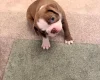 Boston Terrier