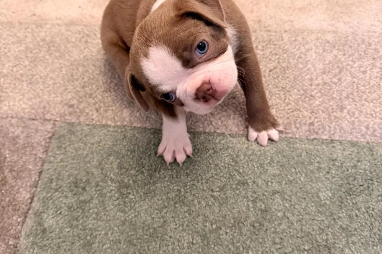 Boston Terrier