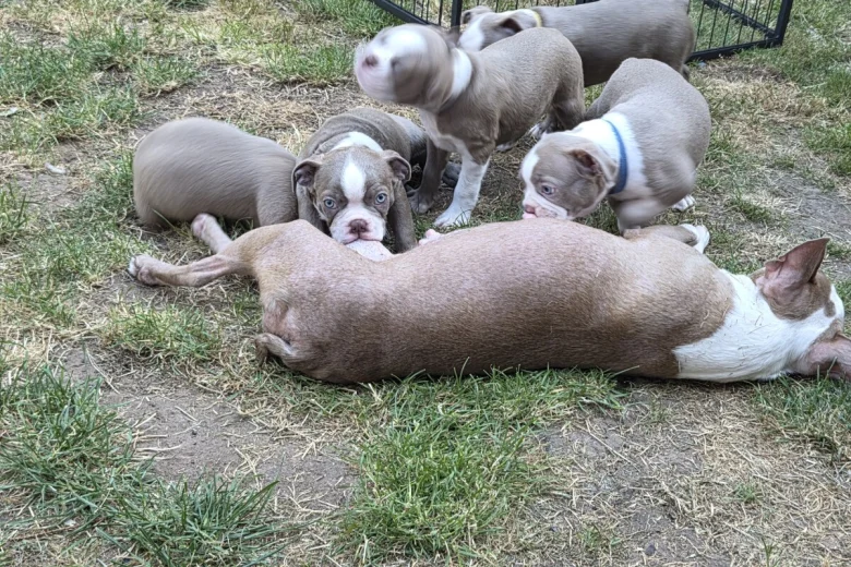 Boston Terrier