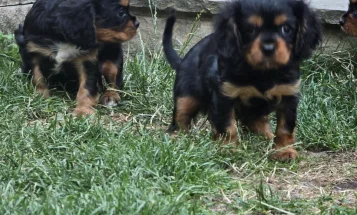 Cavalier King Charles Spaniel