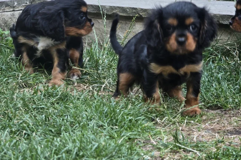 Cavalier King Charles Spaniel