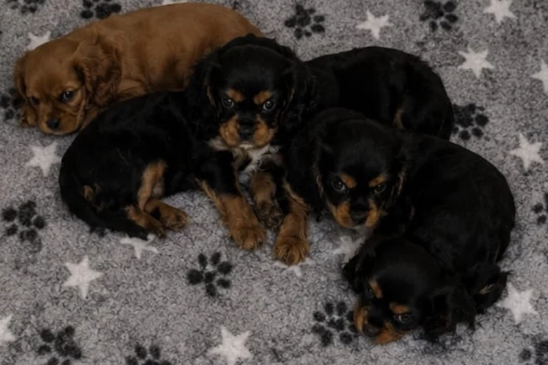 Cavalier King Charles Spaniel
