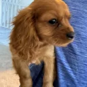 Cavalier King Charles Spaniel