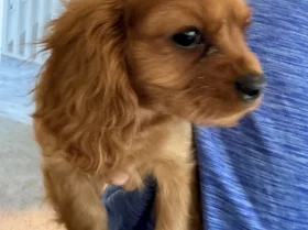 Cavalier King Charles Spaniel