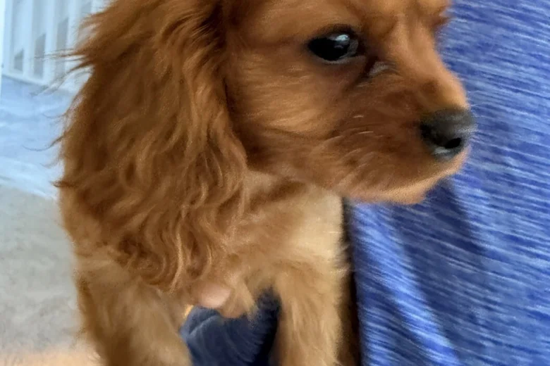 Cavalier King Charles Spaniel