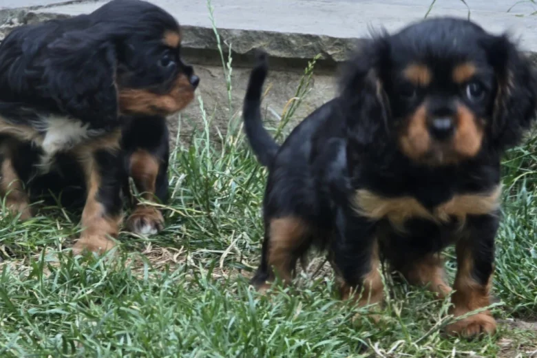 Cavalier King Charles Spaniel