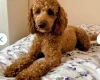 Cockapoo