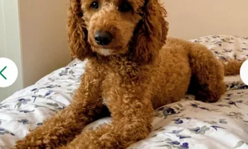 Cockapoo