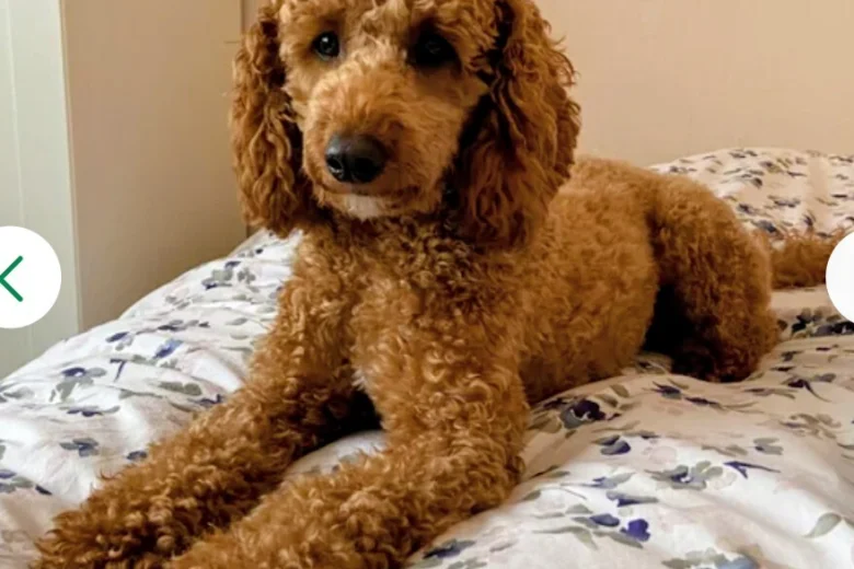 Cockapoo