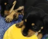 Mixed Breed