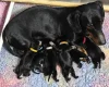 Mixed Breed