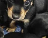 Mixed Breed