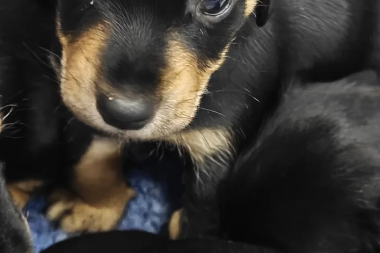 Mixed Breed
