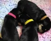 Mixed Breed