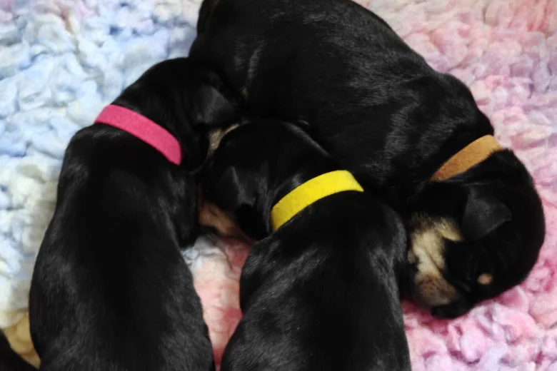 Mixed Breed