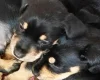 Mixed Breed