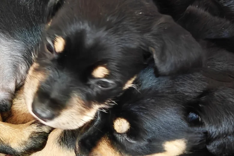 Mixed Breed