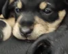 Mixed Breed