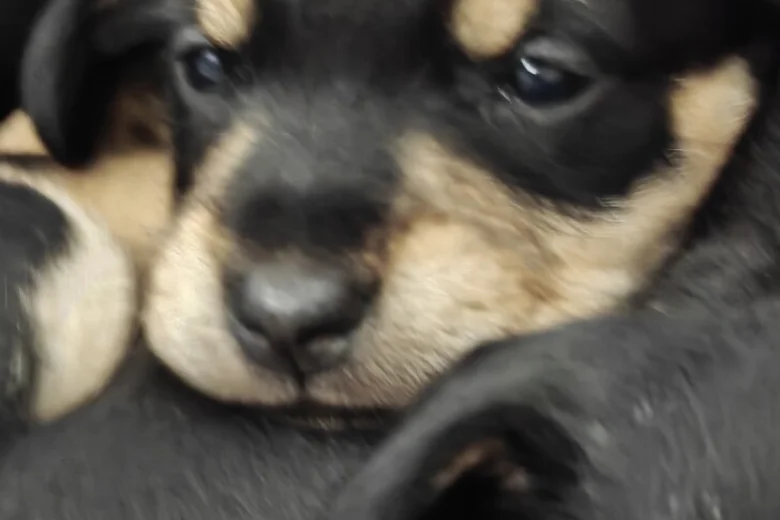 Mixed Breed