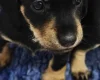 Mixed Breed