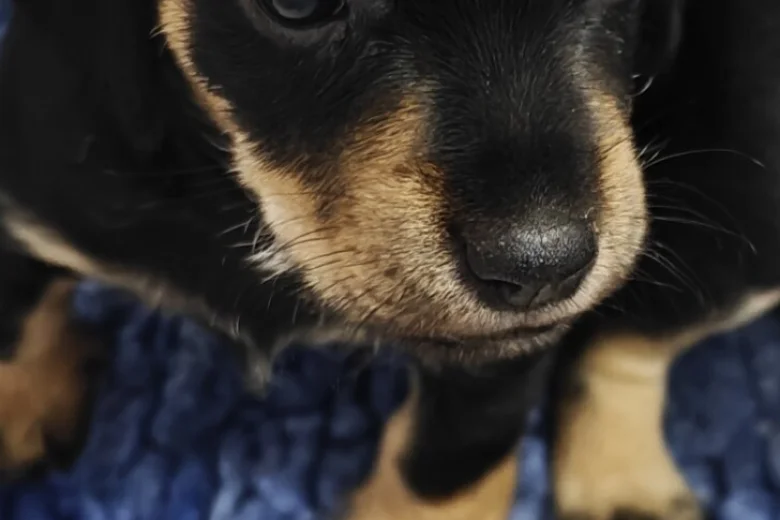 Mixed Breed
