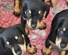 Mixed Breed