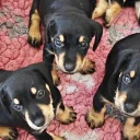 Mixed Breed