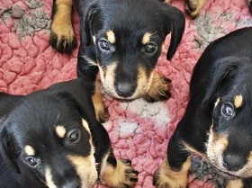 Mixed Breed