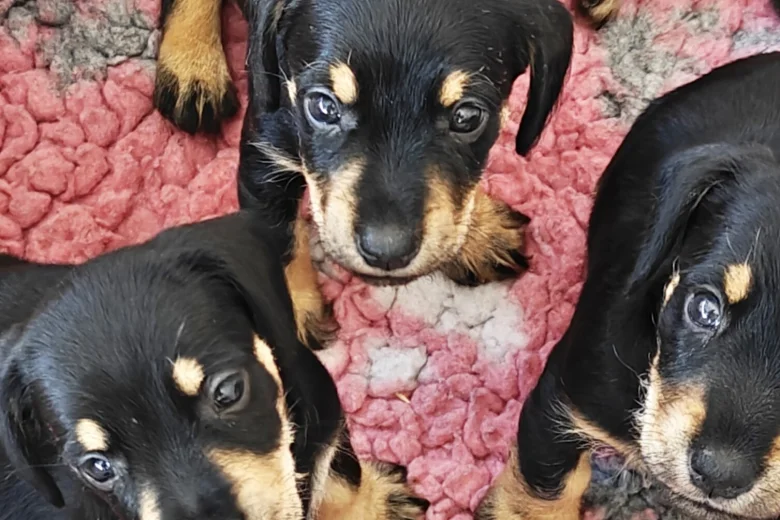 Mixed Breed