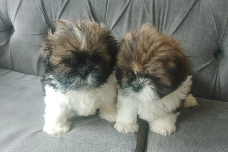 Shih Tzu