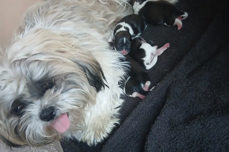 Shih Tzu