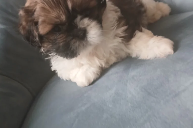 Shih Tzu