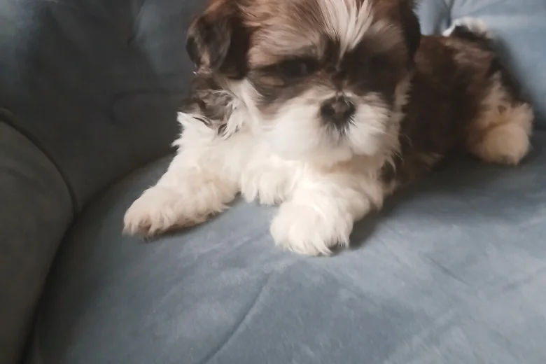 Shih Tzu