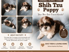 Shih Tzu
