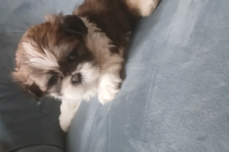 Shih Tzu