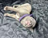 American Bulldog